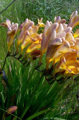 Freesia refracta (Jacq.) Klatt
