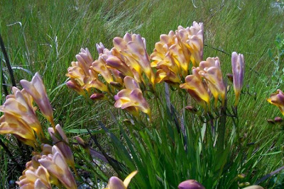 Freesia refracta (Jacq.) Klatt
