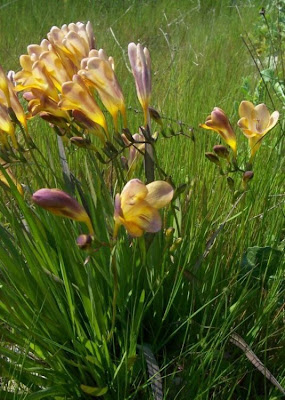 Freesia refracta (Jacq.) Klatt