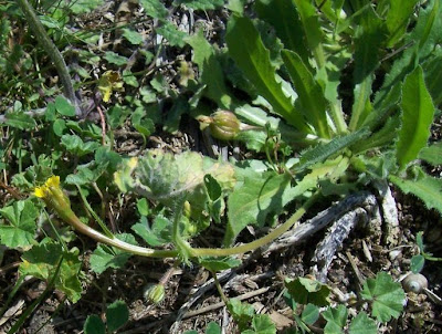 R�hrchenkraut