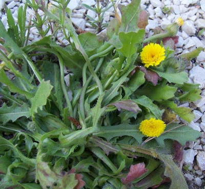 R�hrchenkraut
