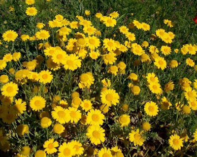 Saatwucherblume