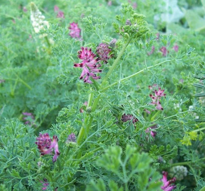 Common fumitory Common fumitory