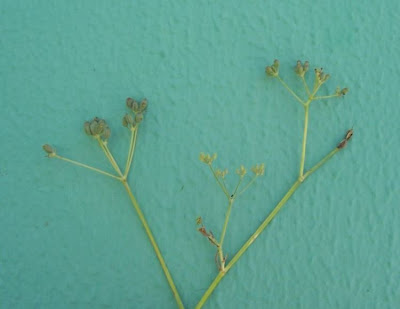 Fenchel Fenchel