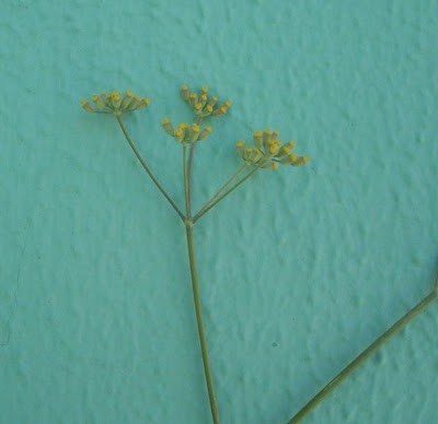 Fenchel Fenchel