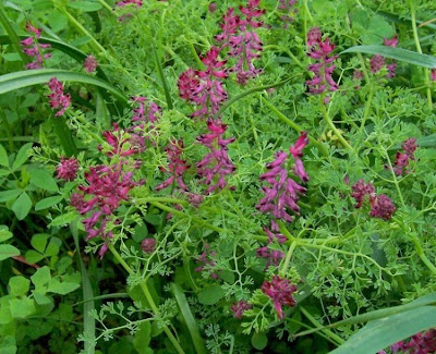 Common fumitory Common fumitory