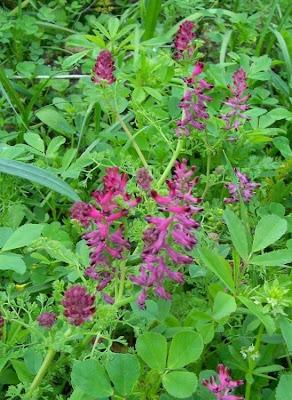 Common fumitory Common fumitory