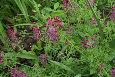Common fumitory Common fumitory