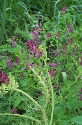Common fumitory Common fumitory