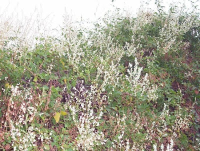 Fallopia dumetorum,
corpse-bindweed,
li shou wu,
Poligono delle siepi,
renou&ecute;e des haies,
tsurutade