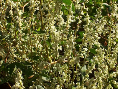 Fallopia dumetorum,
corpse-bindweed,
li shou wu,
Poligono delle siepi,
renou&ecute;e des haies,
tsurutade
