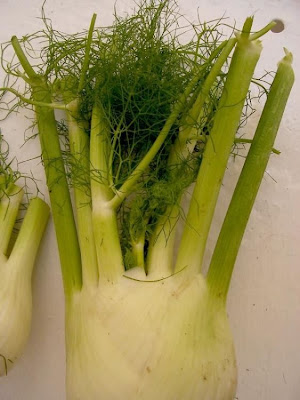 Fenchel Fenchel