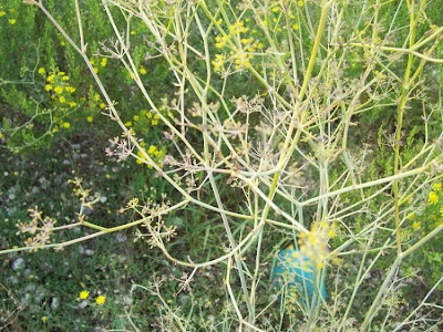 Fenchel Fenchel