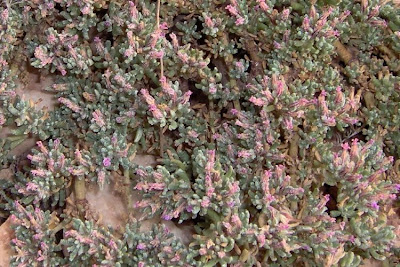 Erba-franca pelosa