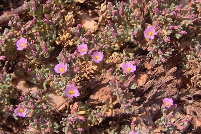 Erba-franca pelosa