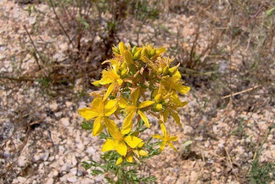 Common St. Johnswort Common St. Johnswort