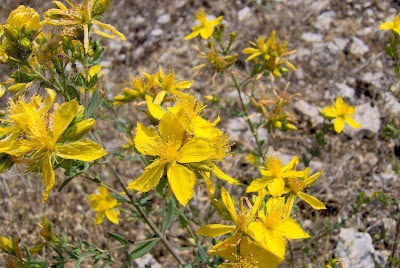 Common St. Johnswort Common St. Johnswort