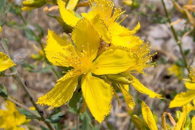 Common St. Johnswort Common St. Johnswort