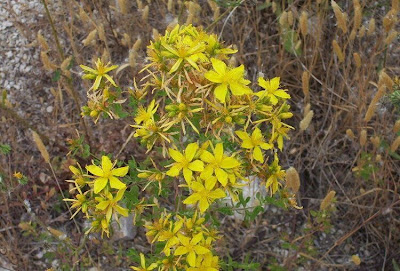 Common St. Johnswort Common St. Johnswort