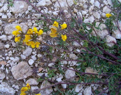 Horseshoe-vetch