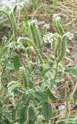 Caterpillar-weed Caterpillar-weed