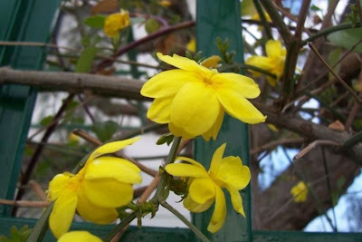 Jasminum nudiflorum,
jasmim-amarelo,
winter jasmine