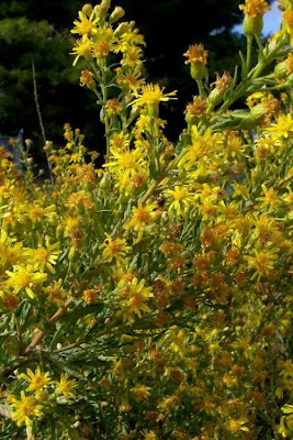 False yellowhead False yellowhead