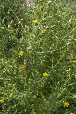 Camphor inula