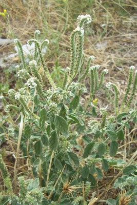 Caterpillar-weed Caterpillar-weed