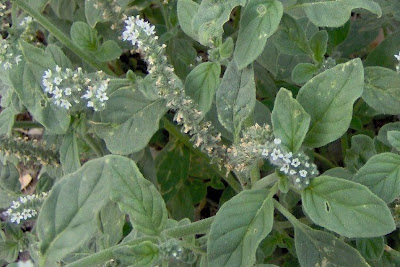 Caterpillar-weed Caterpillar-weed