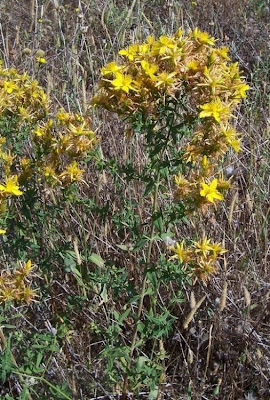 Common St. Johnswort Common St. Johnswort
