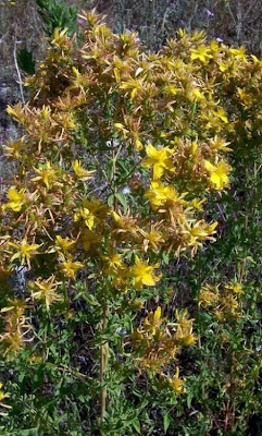 Common St. Johnswort Common St. Johnswort