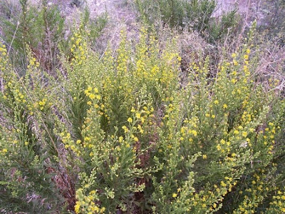 False yellowhead False yellowhead