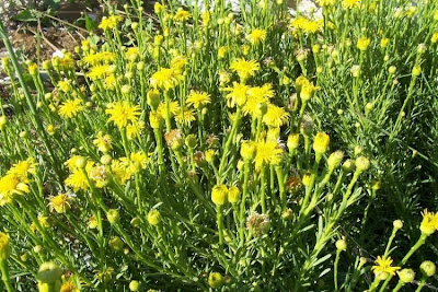 Golden Samphire