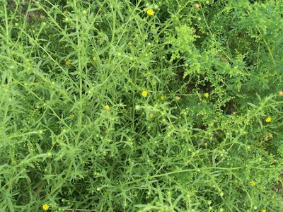 Camphor inula
