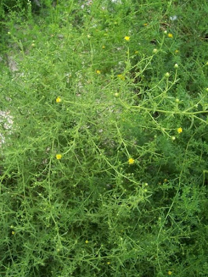 Camphor inula