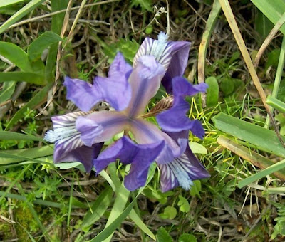Giaggiolo siciliano