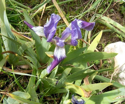 Giaggiolo siciliano
