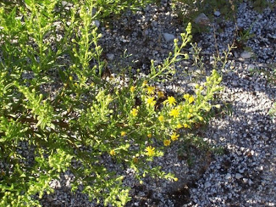 False yellowhead False yellowhead