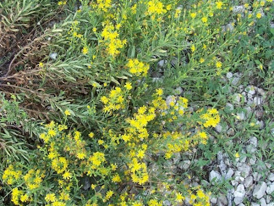 False yellowhead False yellowhead