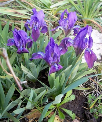 Giaggiolo siciliano