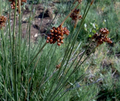 Juncus acutus,
Giunco bratteato,
Giunco pungente,
Leopold's rush,
Sharp Rush,
spiny rush,
spiny-rush