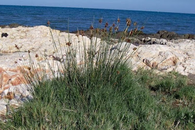 Juncus acutus,
Giunco bratteato,
Giunco pungente,
Leopold's rush,
Sharp Rush,
spiny rush,
spiny-rush