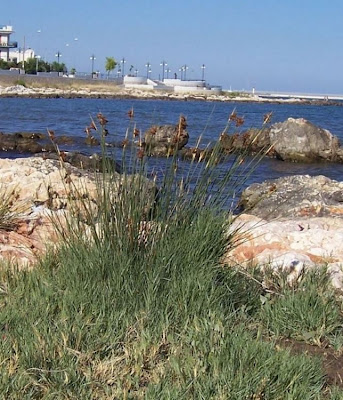 Juncus acutus,
Giunco bratteato,
Giunco pungente,
Leopold's rush,
Sharp Rush,
spiny rush,
spiny-rush