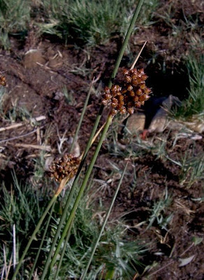 Juncus acutus,
Giunco bratteato,
Giunco pungente,
Leopold's rush,
Sharp Rush,
spiny rush,
spiny-rush