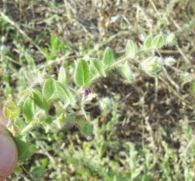 Kickxia commutata,
Cencio perennante,
Mediterranean Fluellen