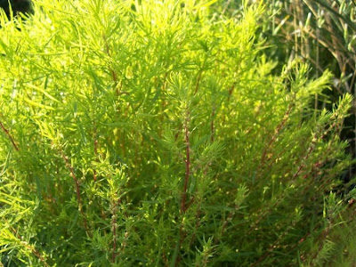 Kochia scoparia (L.) Schrader