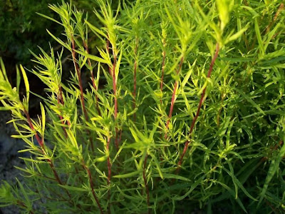 Kochia scoparia (L.) Schrader