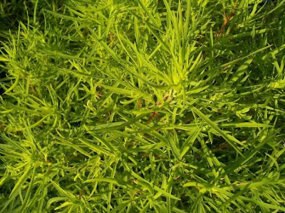 Kochia scoparia,
,
Besenkraut,
burningbush,
common kochia,
fireweed,
Granata comune,
hokigi,
kochia,
Kochia Broom,
Mexican burningbush,
Mexican firebrush,
Mexican fireweed,
Mexican-fireweed,
mirabel,
mirabela,
mock cypress