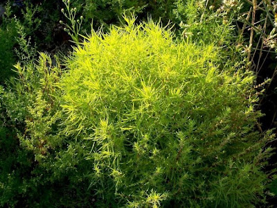 Kochia scoparia,
,
Besenkraut,
burningbush,
common kochia,
fireweed,
Granata comune,
hokigi,
kochia,
Kochia Broom,
Mexican burningbush,
Mexican firebrush,
Mexican fireweed,
Mexican-fireweed,
mirabel,
mirabela,
mock cypress